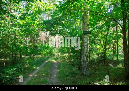 Wegweiser im Mischwald, Lausitz, Deutschland Stockfoto