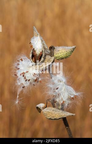 63863-03309 im Herbst öffnen sich Samenschoten von Asclepias syriaca (Gemeine Milchkrautpflanze) Marion Co. IL Stockfoto