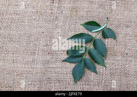 Neem Blätter mit kleinem Insekt auf Jute Stoff Hintergrund. Neem hinterlässt ayurvedische Heilkräuter für eine gesunde und Schönheitsbehandlung. Stockfoto