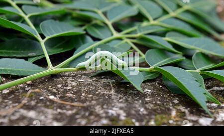 Insekt auf Neem-Blättern. Neemblatt für ayurveda-Heilkräuter. Wildtiere mit Neem-Baum in der Natur. Stockfoto