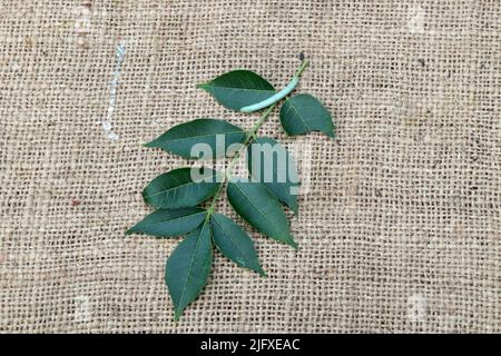 Neem Blätter mit kleinem Insekt auf Jute Stoff Hintergrund. Neem hinterlässt ayurvedische Heilkräuter für eine gesunde und Schönheitsbehandlung. Stockfoto