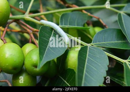 Insekt auf Neem-Blättern. Neemblatt mit Früchten für ayurveda-Heilkräuter. Wildtiere mit Neem-Baum in der Natur Stockfoto