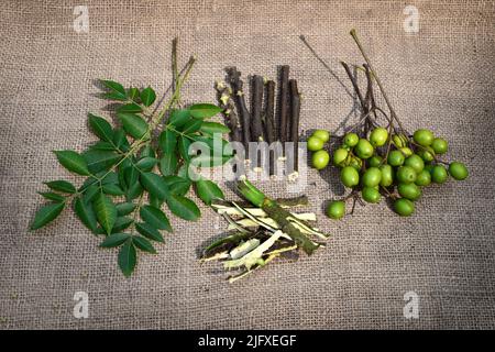 Neemfrüchte und Blatt für ayurvedische Heilkräuter. Stockfoto