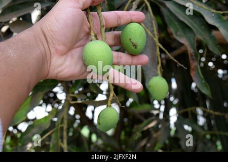 Kleine Mangos auf der Hand des Forschers. Mangos im Baum. Grüne, rohe Mango Stockfoto