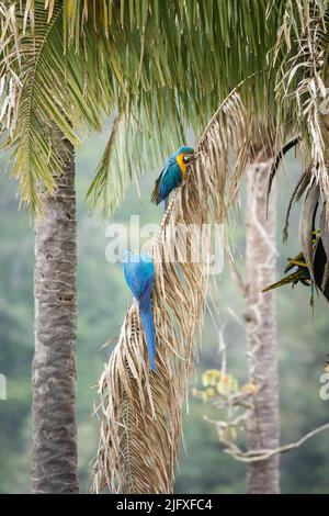 Schöner Blick auf blaue und gelbe Aras auf der Palme Stockfoto