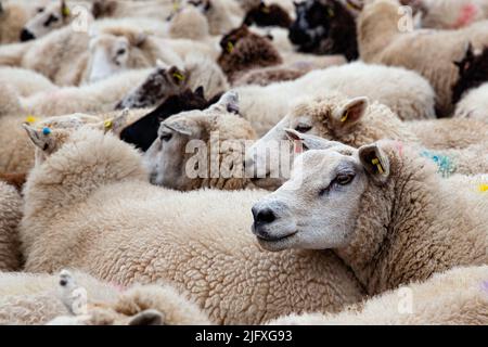 Eine Herde weißer Schafe, die auf dem Bauernhof stehen Stockfoto