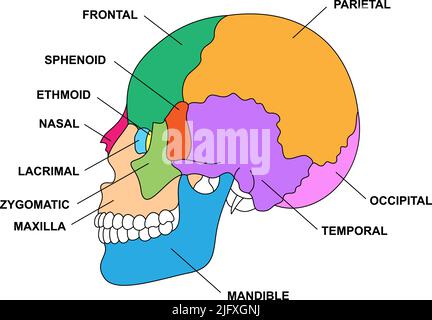 Anatomie der menschlichen Schädelknochen mit Beschreibungen. Farbige kraniale Teilestruktur. Zygomatisch, nasal, maxilla, temporal, frontale Kopfteile. Stock Vektor