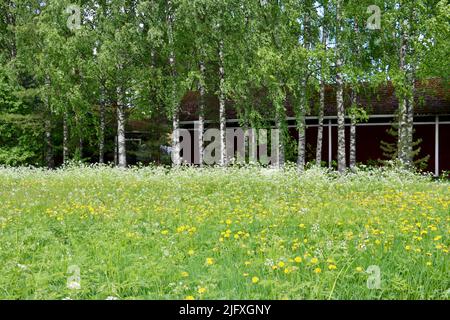 Blühendes Feld vor Birken und einer dunklen Wand in Uukuniemi in Ostfinnland im Juni 2022 Stockfoto