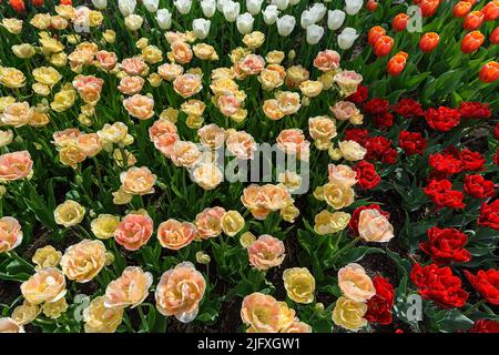 Tulpenbett Gelb Orange Weiß Rosa Rot - Frühling Stockfoto