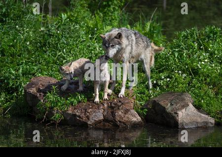 Grauer Wolf (Canis lupus) Pup leckt Gesicht von Erwachsenen zweite Pup Uhren Sommer - Captive Tiere Stockfoto