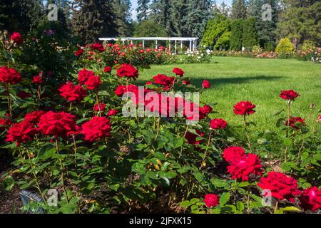 Spokane, WA, USA - 3. Juli 2022: Besucher genießen einen Sommernachmittag im Rose Hill im Manito Park und den Botanischen Gärten. Stockfoto