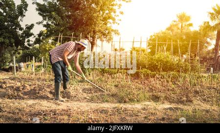 Landwirt, der Hacke zum Pflücken von Kartoffeln auf landwirtschaftlichem Feld verwendet. Männlicher Arbeiter beim Hagen in der landwirtschaftlichen Farm. Ernte frischer Bio-Kartoffeln aus dem Boden. Mann Stockfoto