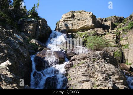 Bergziegen (Oreamnos Americanus), die sich auf einem Felsvorsprung unter Kiefern mit Blick auf den unberührten, kaskadierenden Wasserfall, Logan Pass, Glacier National Park, MT Stockfoto