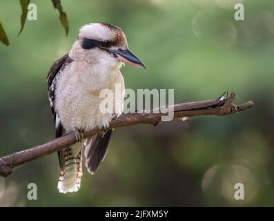 Laughing kookaburra, Sydney, Australien Stockfoto