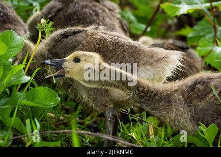 Kanada Gänseküken beim Essen in einem Park am St. Lawrence River in Kanada Stockfoto