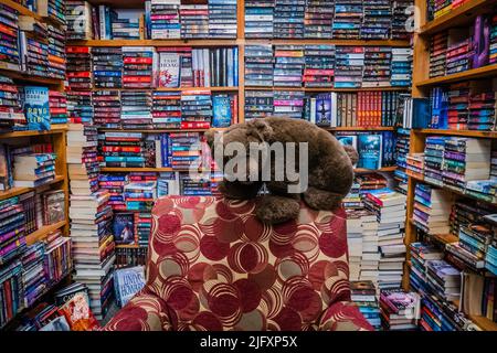 Bearly Used Books ist ein gebrauchter Buchladen in Parry Sound, Ontario, Kanada Stockfoto