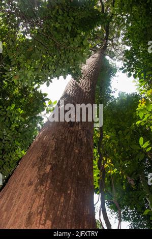 Tropische Waldgiganten im Bukit Timah Nature Reserve, Singapur Stockfoto