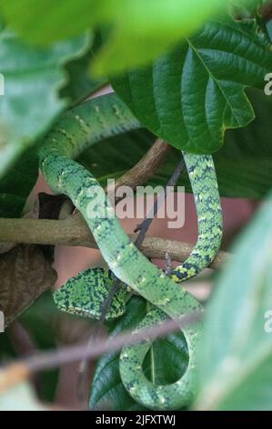 Wagler's Pit Viper, Tropidolaemus wagleri, ein hoch giftiges endemisches Reptil, im Bukit Timah Nature Reserve, Singapur Stockfoto