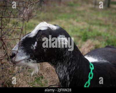 Schwarz-Weiß-Nubische Ziege trägt einen grünen Kragen auf der Suche nach Futter. Nahaufnahme im Profil. Stockfoto