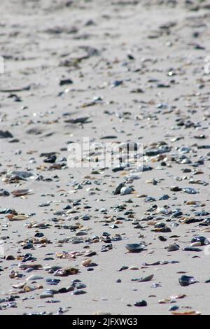 Muscheln sind entlang der Küste von Cape May New Jersey verstreut, nachdem die Meeresströmung an einem Sommermorgen ausging Stockfoto