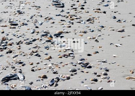 Muscheln sind entlang der Küste von Cape May New Jersey verstreut, nachdem die Meeresströmung an einem Sommermorgen ausging Stockfoto