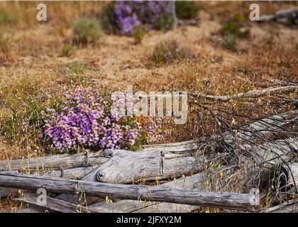 Fynbos im Table Mountain National Park, Cape of Good Hope, Südafrika. Nahaufnahme der einheimischen Cape immerwährenden Blumen im Wind in einer Natur schwanken Stockfoto