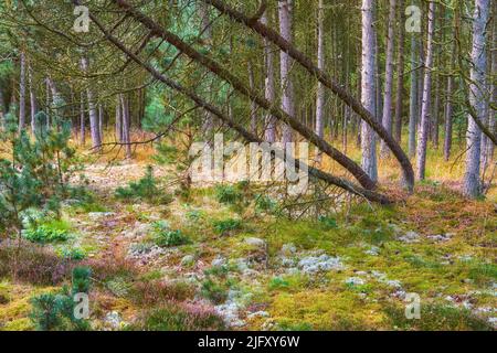 Landschaft von leeren Kiefernwald im Herbst. Ruhige malerische Wälder mit dünnen hohen Bäumen. Friedliche Wildnis für Erkundungen und Wanderabenteuer im Sommer Stockfoto