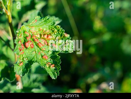 Blatt einer roten Johannisbeere der staunenden Blattpflanzen-Läuse. Hochwertige Fotos Stockfoto