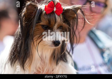 Der wunderschöne Yorkshire Terrier, Biewer, mit einer leuchtend roten Schleife in seinem Pony. Hochwertige Fotos Stockfoto