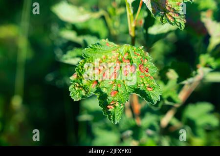 Blatt einer roten Johannisbeere der staunenden Blattpflanzen-Läuse. Hochwertige Fotos Stockfoto