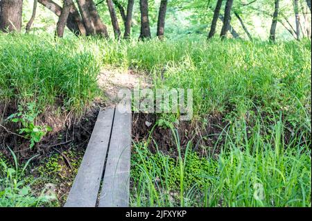 Zwei Holzplanken werden verwendet, um einen offenen Graben auf einem Waldweg zu überqueren. Stockfoto