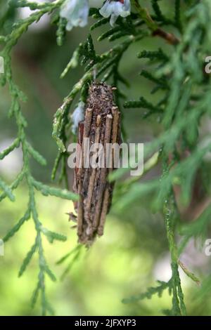 Immergrüner Beutelwurm (Thyridopteryx ephemeraeformis), der an einem Zypressenbaum hängt : (Pix SShukla) Stockfoto