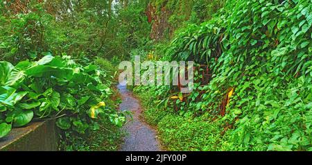 Eine verlassene Bergstraße in einem Regenwald. Einheimische Urwälder von Oahu in der Nähe der alten Pali Highway Crossing in Hawaii. Überwuchert Wildnis und Stockfoto