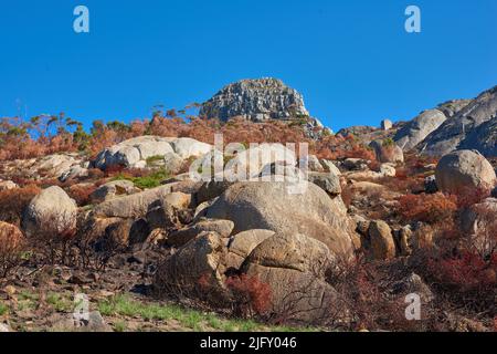 Nach einem Buschfeuer auf dem Berg Lions Head, Kapstadt, Südafrika. Tote Bäume bedeckten eine Hügelseite, nachdem das Feuer der globalen Erwärmung die zerstörte Stockfoto