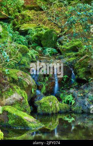 Schöner Blick auf einen kleinen Wasserfall in einem Wald an einem Sommertag. Friedliche Aussicht auf sanft fließendes Wasser in einen Teich in einem Dschungel. Szenische Kaskade mit Stockfoto