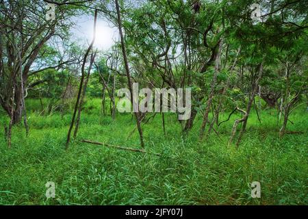 Bäume in einem üppigen grünen Regenwald auf Hawaii, wobei die Sonne durch die Äste und den Copyspace ragt. Lebendige Landschaft eines Dschungelfeldes oder Pfad mit Stockfoto