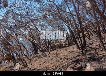 Ein verbrannter Wald nach einem Buschbrand auf dem Tafelberg, Kapstadt, Südafrika. Viele hohe Kiefern, die in einem Waldbrand zerstört wurden. Unten von schwarz versengt Stockfoto