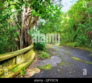 Verlassene Bergstraße in einem Regenwald. Einheimische Urwälder von Oahu in der Nähe der alten Pali Highway Crossing in Hawaii. Überwuchert Wildnis in einem Stockfoto