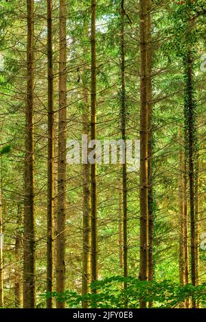 Ein schöner Blick auf die hohen Bäume im Wald. Bäume Wald im Sommer in Dänemark. Landschaftsansicht des natürlichen Wachstums der wilden Douglasie Stockfoto