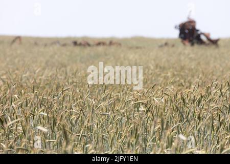 Ein zerstörter Lastwagen, der mitten in einem Weizenfeld gesehen wurde. Landschaften der Ukraine nach dem Einmarsch russischer Faschisten. Stockfoto