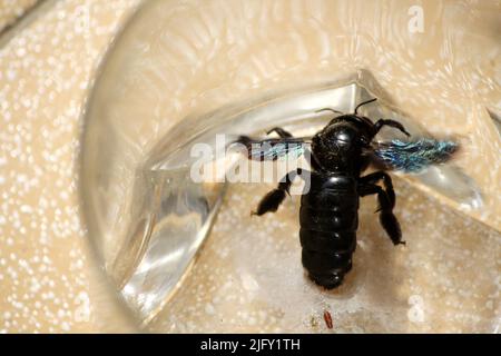 Tropische Zimmermannsbiene (Xylocopa latipes) in einem Glasgefäß gefangen : (Pix SShukla) Stockfoto