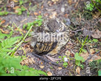 Ein Rotflügler, Turdus iliacus, hat das Nest verlassen und sitzt auf dem Frühlingsrasen. Ein Redwing-Küken sitzt auf dem Boden und wartet auf das Essen von seinem Par Stockfoto