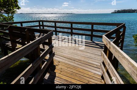 Boardwalk durch den Mangrove Forest in der Bucht von Laras, Leffis Key Preserve, Bradenton Beach, Florida, USA Stockfoto