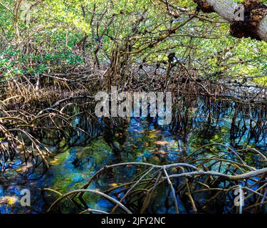 Mangrovenwald an der Bucht von Larasota, Leffis Key Preserve, Bradenton Beach, Florida, USA Stockfoto