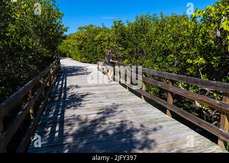 Boardwalk durch den Mangrove Forest in der Bucht von Laras, Leffis Key Preserve, Bradenton Beach, Florida, USA Stockfoto