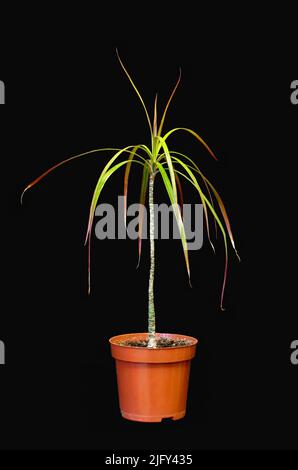 Bild einer Zimmerpflanze kleine Dracaena in einem Topf auf dunklem Hintergrund Stockfoto