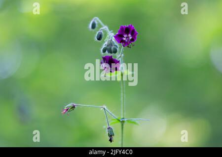 Geranium phaeum (genannt dunkler Kranichschnabel, trauernde Witwe, schwarze Witwe) ist eine krautige Pflanzenart aus der Familie der Geraniaceae. Geranium phaeum Flow Stockfoto