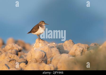 Der gewöhnliche Sandpiper ist ein kleiner paläarktischer Wattaucher. Dieser Vogel und seine amerikanische Schwesterart, der Fleckensandläufer, bilden die Gattung Actitis Stockfoto