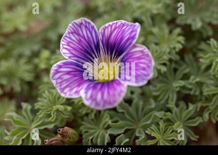 Violette Blume am Meer Petunia calibrachoa parviflora im RHS Garden Harlow Carr, Harrogate, Yorkshire, Großbritannien Stockfoto