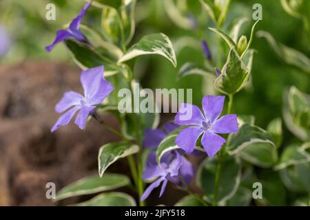 Vinca Major Variegata - großblättrige Periwinkle mit schönen tiefblauen Blüten und weiß markierten Blättern. Dekorative Pflanze im Blumengarten Vinca Major Stockfoto